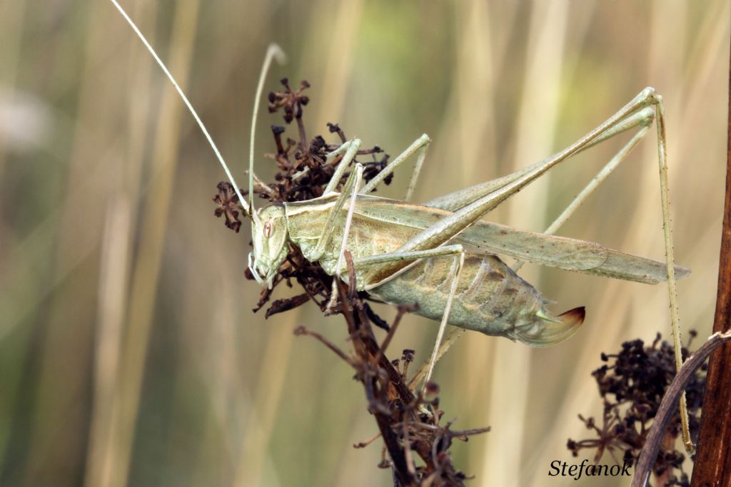 Identificazione Cavalletta!